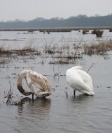 Beeldvergroting: Vanmiddag, bij het Naardermeer