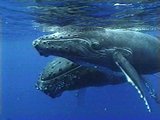 Beeldvergroting: Steunt Nederland
                                de jacht op walvissen? Wij dachten van
                                niet.