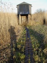 Beeldvergroting: ?...die er in het lage, winterse licht Japanser bijlag dan ooit...?