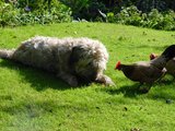 Beeldvergroting: ?...walnoot, een lekkernij van de bovenste plank...?