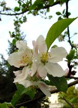 Beeldvergroting: \'...men vergeet
aandacht aan ons te schenken..\'