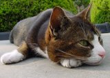 Beeldvergroting: Gerrit, Bieslogs kattenmedewerker: '...elke vogel geen blik waardig keuren...'