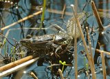 Beeldvergroting: '...een gruwelijk drama...' © foto: Ruud van Beusekom