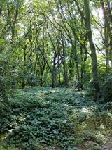 Beeldvergroting: De bomen achter de Wonnebaldschool halen verlicht adem. Wij ook.