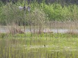 Beeldvergroting: Foto wordt leuk, na 3x klikken tot beeldvullend.\n