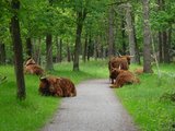 Beeldvergroting: (Opklikken tot beeldvullend)