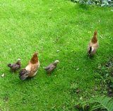 Beeldvergroting: Mama, tante en kroost.